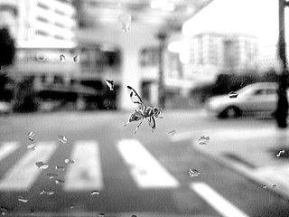 �K���X�Ƀn�G�H