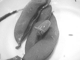 �A�I���V����}���B